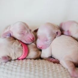 Dachshunds from Yellow House Doxies