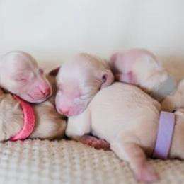 Dachshunds from Yellow House Doxies