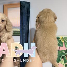 Leo - Cream male Dachshund puppy in Coatesville, Indiana from ADH Dachshunds