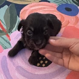 Girl 2 - Chocolate female Havanese puppy in Arizona from HavaDoggie