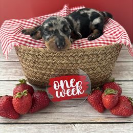 Paris - AKC - Dapple female Dachshund puppy in Miami, Florida from Oscar's Dachshunds