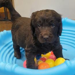 Nelson - male Newfypoo puppy in South Haven, Minnesota from Hidden Haven Poodles and Doodles