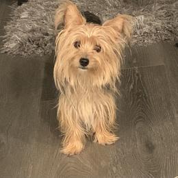Shelby - Yorkshire Terrier