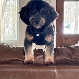 Cockapoo puppies from Neuroth Pup Co.
