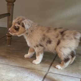 Australian Shepherd Puppies from Friendly Hills Aussies