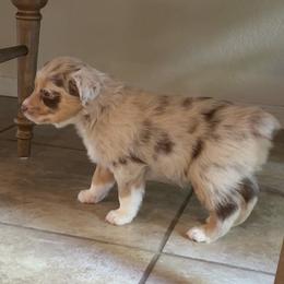 Australian Shepherd Puppies from Friendly Hills Aussies