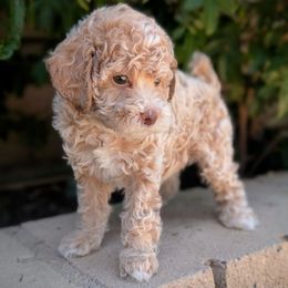 Red Collar Girl - Apricot female Poodle puppy in Laveen, Arizona from Neely Family Poodles