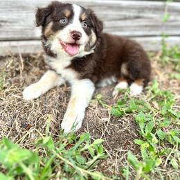 Maple - Red tri female Miniature Australian Shepherd puppy in Saint Cloud, Florida from Dirty Paws