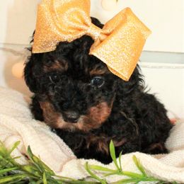 Poodle Puppies from Dundee Dandy Poodles