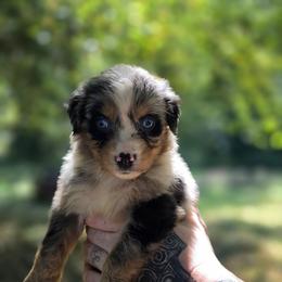 Kestrel - Blue merle male Australian Shepherd puppy in London, Kentucky from Kenmont Kennels