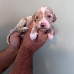 Clover - Red  male Goldendoodle puppy in Calera, Alabama from Red Mountain Minis