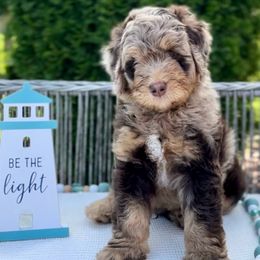 Bernedoodle puppies from Neighborhood Poodles & Doodles