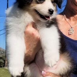 Australian Shepherd Puppies from Red Forrest Australian Shepherds
