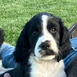 Ajax - Black and white male English Springer Spaniel puppy in Bonners Ferry, Idaho from Paradise Valley Springers