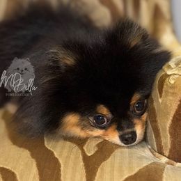 Kilo - Pomeranian