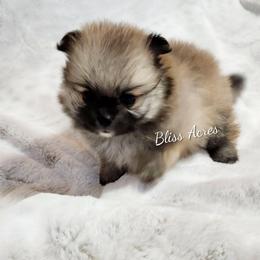 Amelia - Red sable female Pomeranian puppy in Ponca City, Oklahoma from Bliss Acres Farm