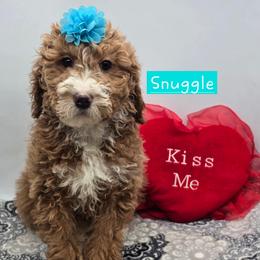Snuggle - Apricot female Goldendoodle puppy in Neillsville, Wisconsin from Granton Creek