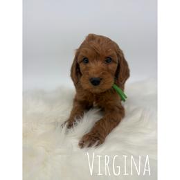 Virginia - Red  female Goldendoodle puppy in Smithfield, Kentucky from KBK9 Kennels