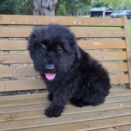 AKC Chloe - Black female Bouvier des Flandres puppy in Marionville, Missouri from Sandbox Puppies