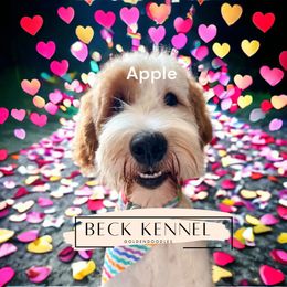 Apple - Goldendoodle