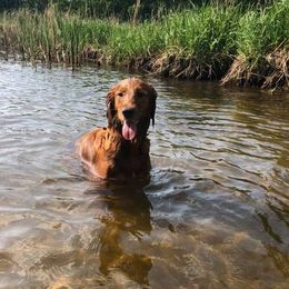 Golden Retriever All Grown Up from Mikaela's Golden Retrievers