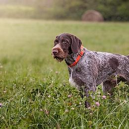 German Wirehaired Pointer and Pudelpointer All Grown Up from Ripsnorter Kennels