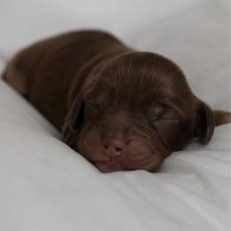 Mary Kate - Dapple female Dachshund puppy in Memphis, Tennessee from Lone River Dachshunds