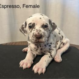 Liver White Female - White and liver brown female Dalmatian puppy in Fayette, Missouri from Lazy B Bassets and Dalmatians