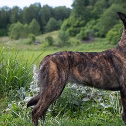 Dutch Shepherds from Pytka Performance K9