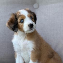 Miss Dior - Red merle female Aussiedoodle puppy in Decatur, Illinois from Signature Doodles