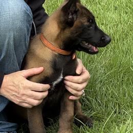Orange collar boy - Mahogany male Belgian Malinois puppy in Citra, Florida from Dark malinois puppies for sale