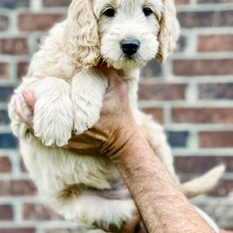Goldendoodle Puppies from Gentry Doodles