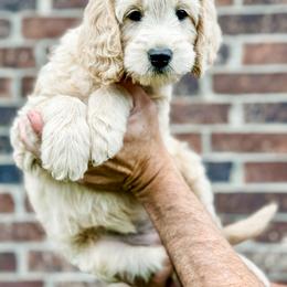 Goldendoodle Puppies from Gentry Doodles
