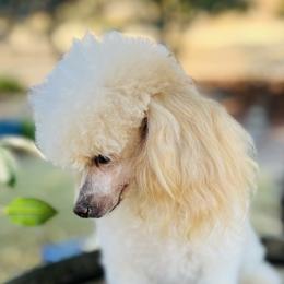 Mari - Poodle