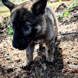 Odom's August Heat - Sable male German Shepherd puppy in Springtown, Texas from Odom's German Shepherds