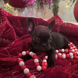 French Bulldog Puppies from Thornquest