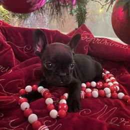 French Bulldog Puppies from Thornquest