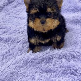 Yorkshire Terrier Puppies from The Royal Yorkie Den LLC