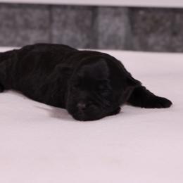 Kreen - Black female Whoodle puppy in West Bend, Iowa from Blue Skies Terriers