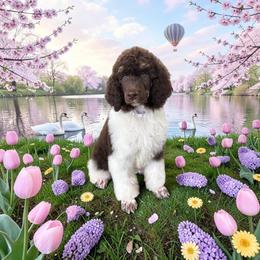 Maggie - Phantom female Poodle puppy in Port Orange, Florida from Daytona’s Standard Poodles