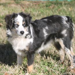 Heidi - Toy Australian Shepherd