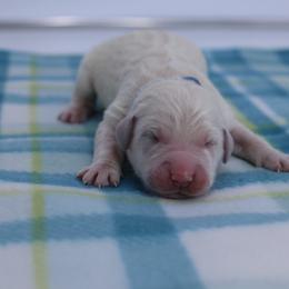 Blue Collar Male - Light golden male Golden Retriever puppy in Lakewood, California from Cloud Nine Kennel