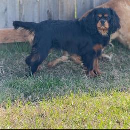 Augie - Cavalier King Charles Spaniel