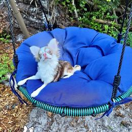 Rue 5000 - Chocolate sabled fawn male Chihuahua puppy in Naples, Florida from Naples Tiny Dogs