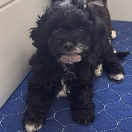 Beauty - Black female Goldendoodle puppy in Nashville, Tennessee from Tumbling Creek GoldenDoodles