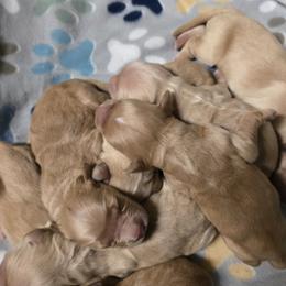 Golden Retriever puppies from Rodgers Retrievers