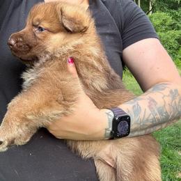 Liver Sable Female 1 - Sable female German Shepherd puppy in Tafton, Pennsylvania from Pocono GSD