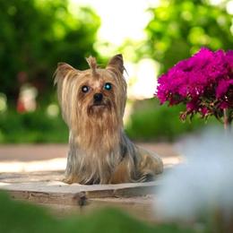 Megabuck2.0 - Yorkshire Terrier