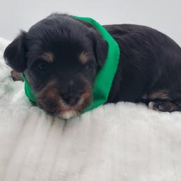 Mr. Green - Black and tan male Schnoodle puppy in Leitchfield, Kentucky from Eveleigh Acres Puppies