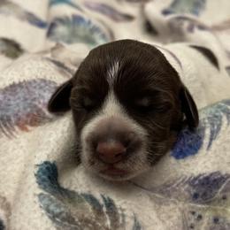 Girl 6 - Wirehaired Pointing Griffon puppy in Ohio from Feather View Farm